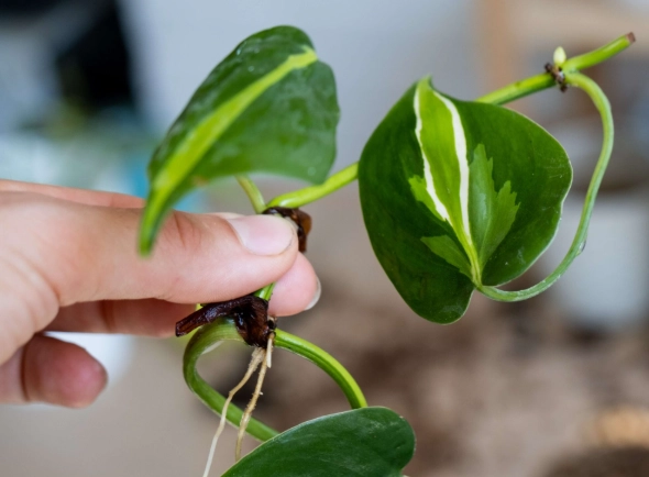 propagate pothos propagate pothos