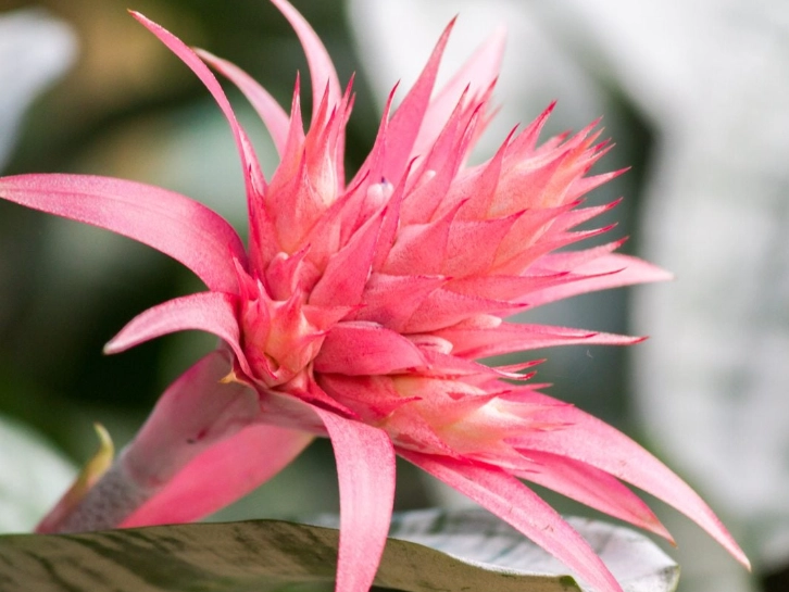 bromeliad flower care bromeliad flower care