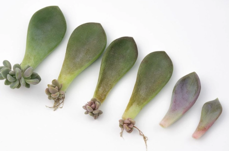 plant succulents in pots