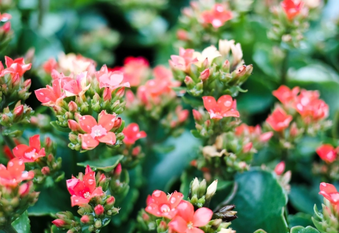 how to care for kalanchoe how to care for kalanchoe