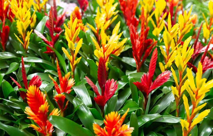 bromeliad plant bromeliad plant