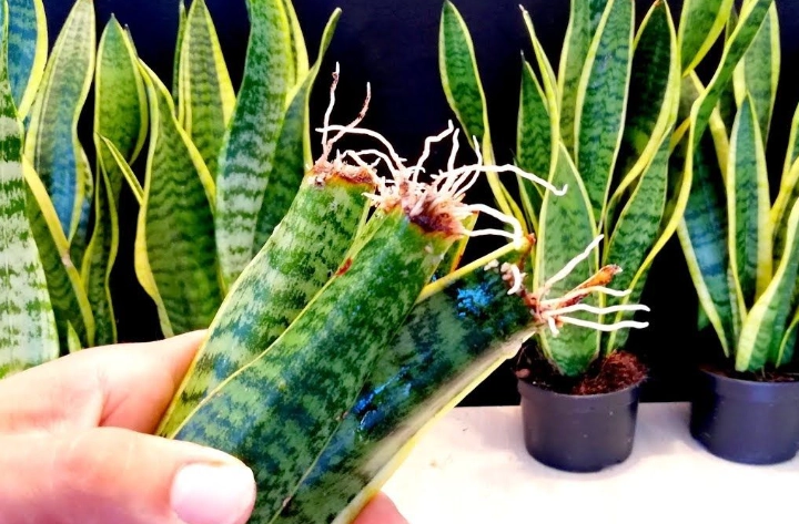 grow snake plant from cutting grow snake plant from cutting