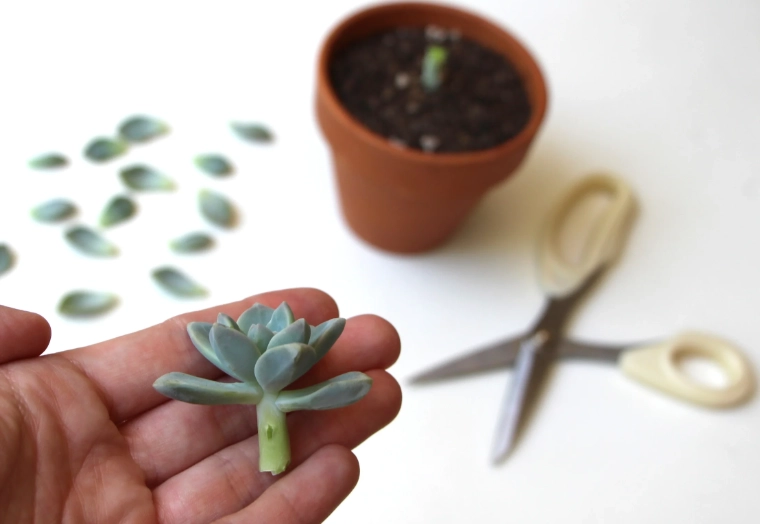 succulent planting guide