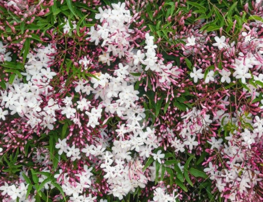 pink jasmine plant