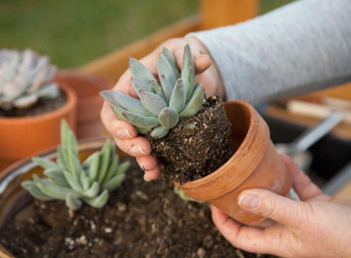 how to plant succulents
