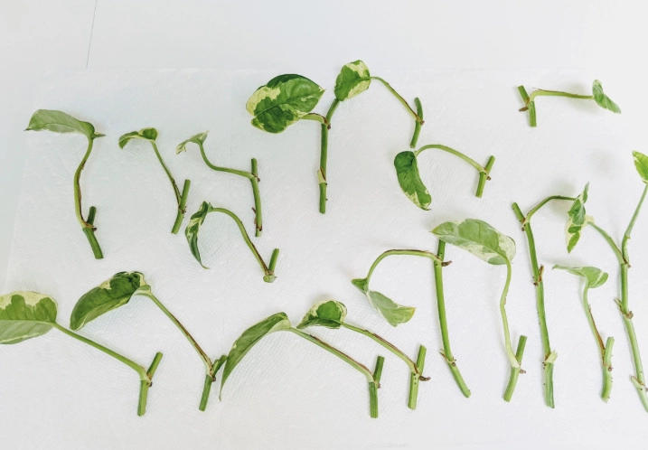 propagate pothos propagate pothos