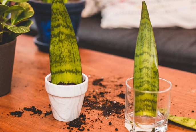 snake plant propagation snake plant propagation