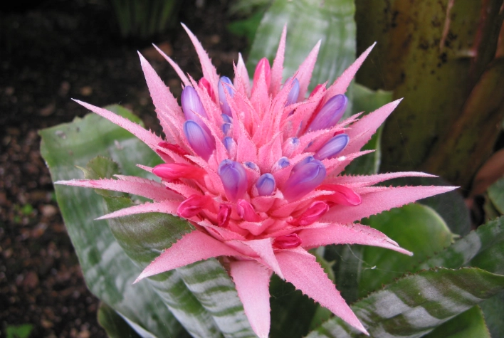 how to get a bromeliad to flower how to get a bromeliad to flower