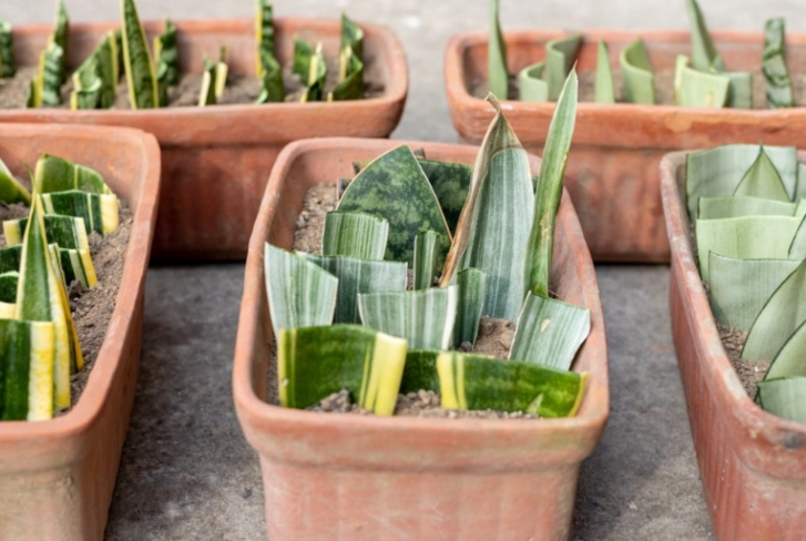 grow snake plant from cutting grow snake plant from cutting