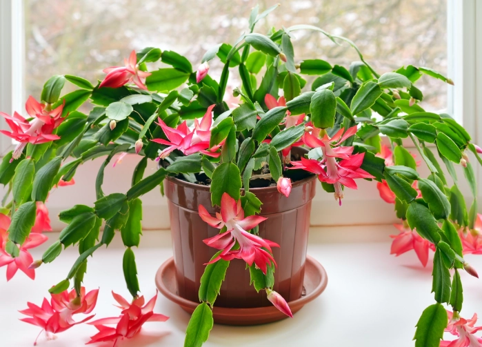 christmas cactus flower care christmas cactus flower care