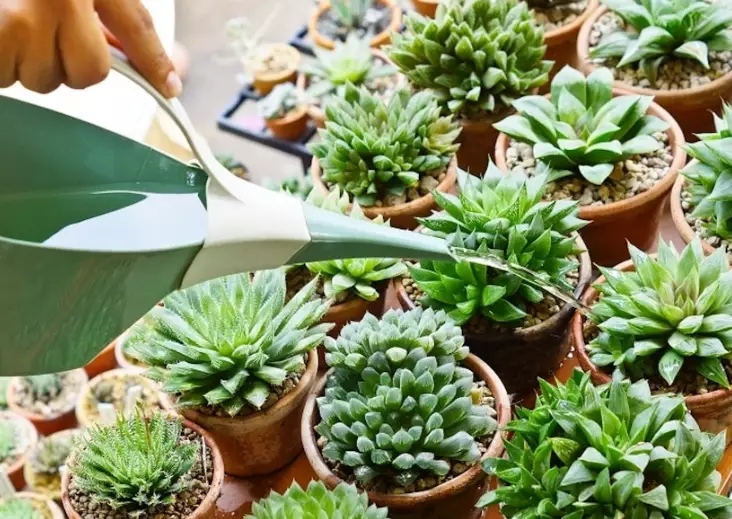 overwatered succulent overwatered succulent