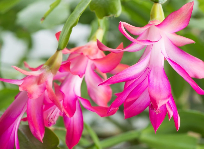 christmas cactus flower care christmas cactus flower care