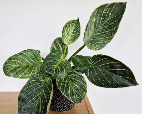 philodendron birkin care