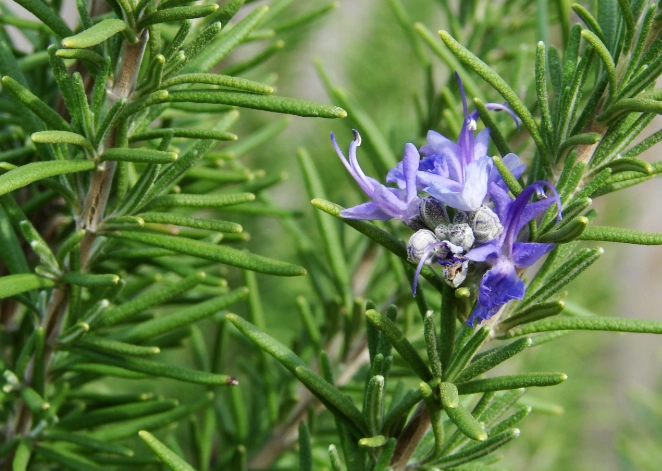 growing rosemary growing rosemary