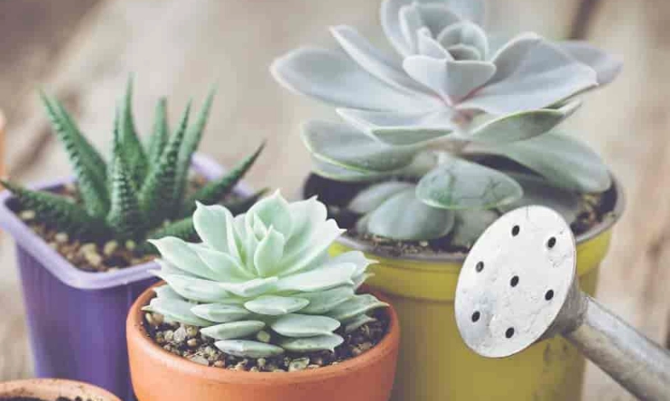 succulent watering guide succulent watering guide