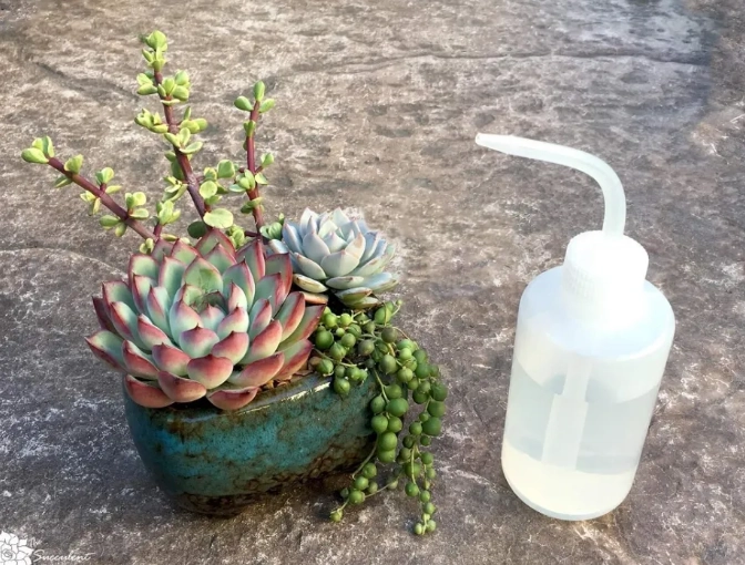 succulent watering guide succulent watering guide