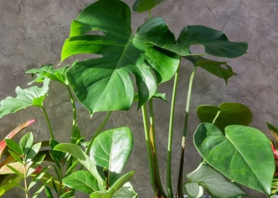 large houseplants