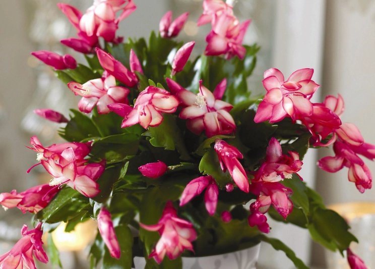 christmas cactus flower care christmas cactus flower care