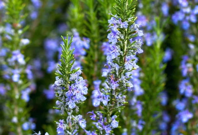 growing rosemary growing rosemary