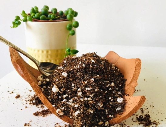 succulent soil mix recipe