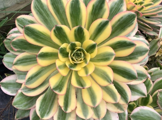 aeonium sunburst care aeonium sunburst care