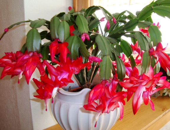 christmas cactus problems christmas cactus problems