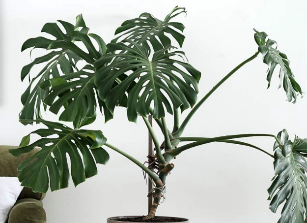 best big plants for home