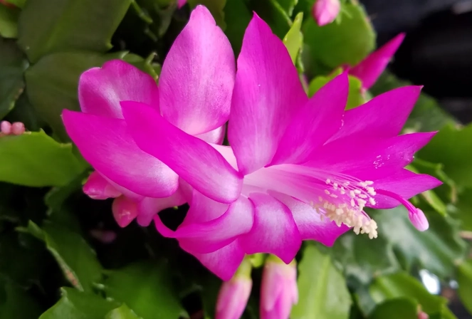 christmas cactus problems christmas cactus problems