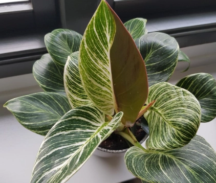 variegated philodendron