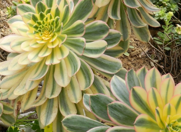 aeonium sunburst care aeonium sunburst care