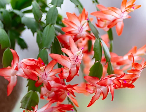 christmas cactus not blooming christmas cactus not blooming