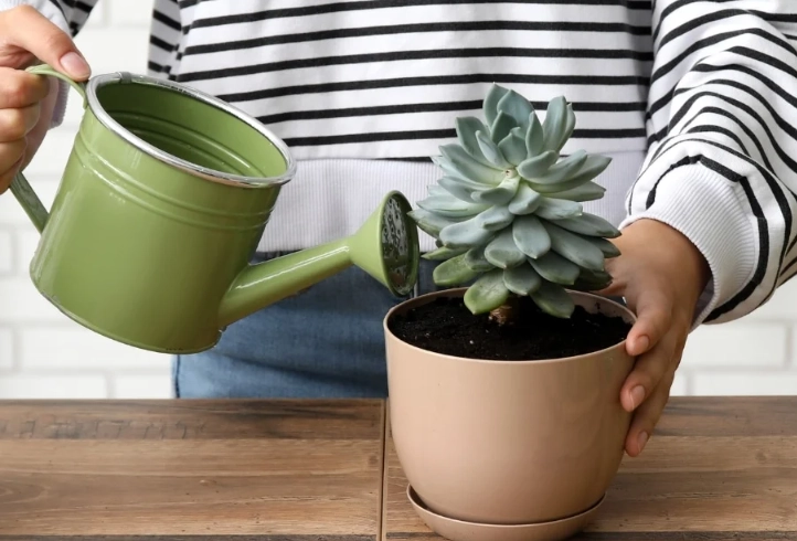how to water succulents how to water succulents