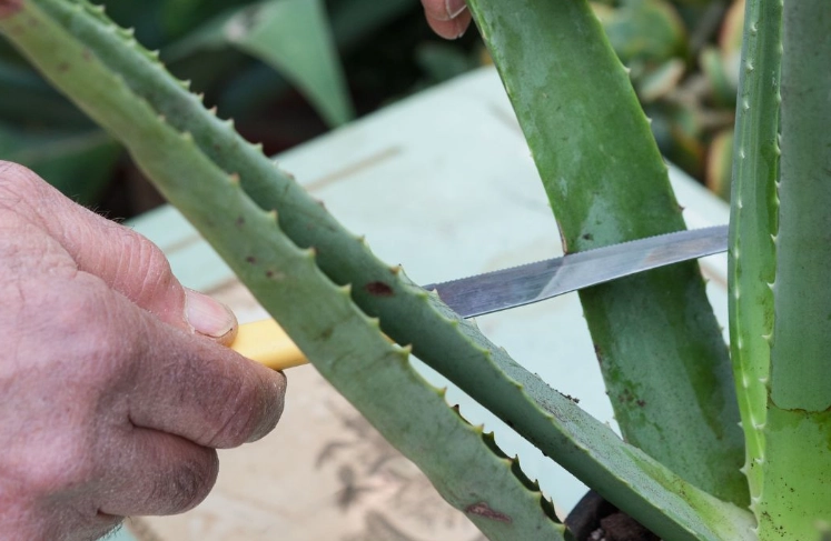 grow aloe vera from pups grow aloe vera from pups