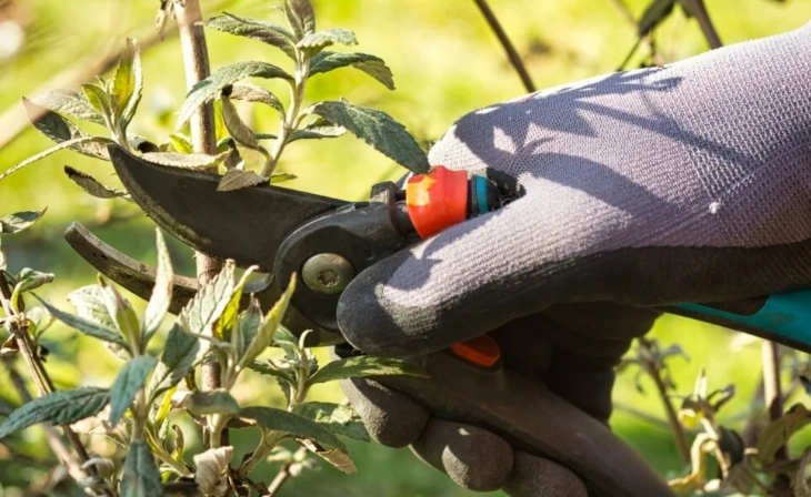 when to trim butterfly bushes