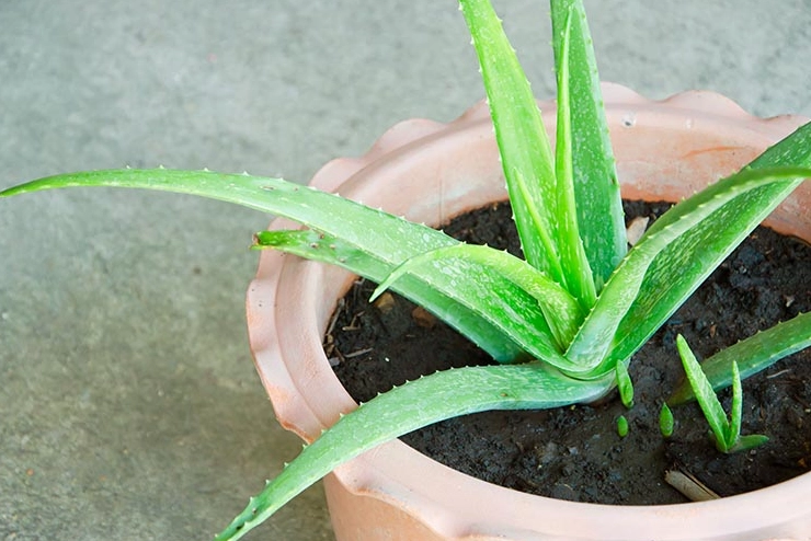 how to use aloe vera gel how to use aloe vera gel