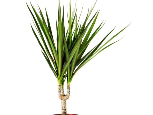 marginata plant problems marginata plant problems