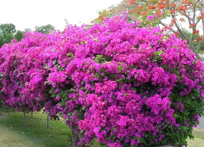 bougainvillea care