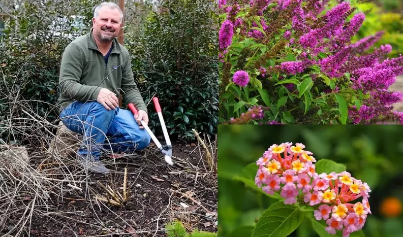 when to trim butterfly bushes