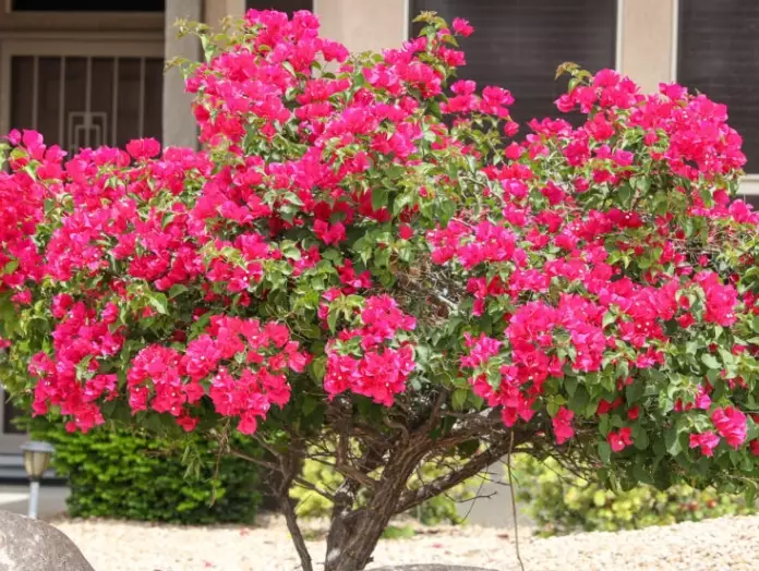 bougainvillea not blooming