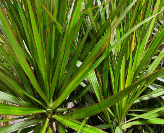 Madagascar dragon tree Madagascar dragon tree
