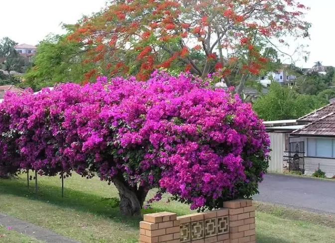 bougainvillea care