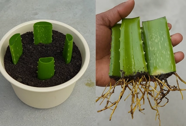 how to propagate aloe vera how to propagate aloe vera