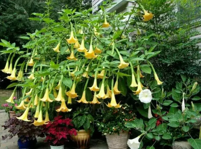 growing angel trumpet growing angel trumpet