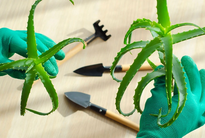 how to propagate aloe vera how to propagate aloe vera