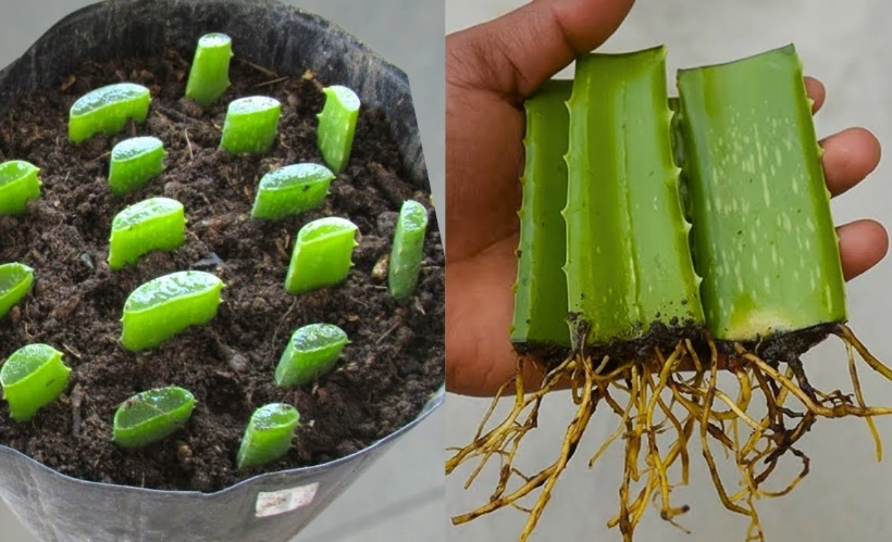 grow aloe vera from pups grow aloe vera from pups