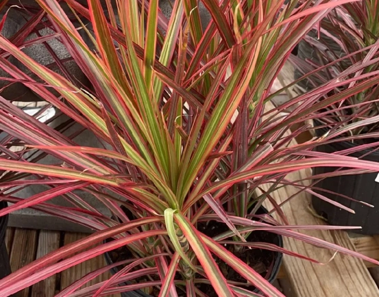 Dracaena marginata care Dracaena marginata care