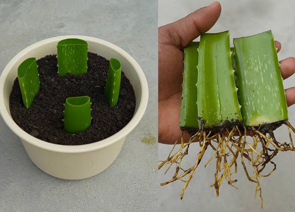 aloe vera uses aloe vera uses