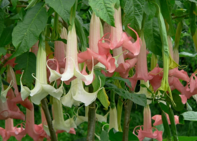 brugmansia care brugmansia care