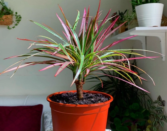 Dracaena marginata care Dracaena marginata care