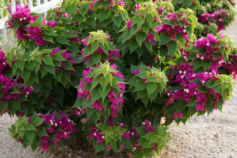 bougainvillea not blooming